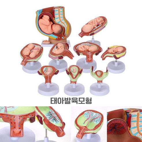 리얼 태아발육 성장모형 교구 초등학생 발육모형 해부학모형 인체해부 - 인체/인물모형재료 | 쿠팡