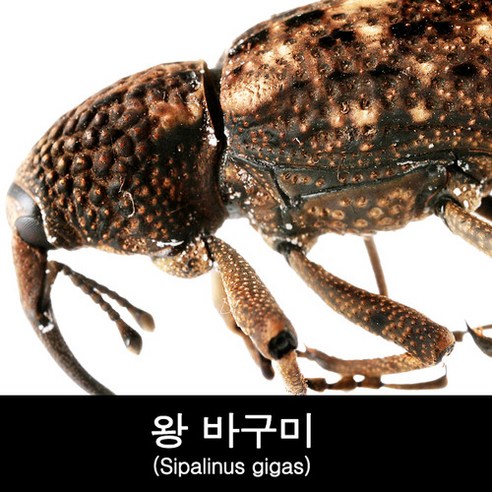 왕바구미 / 왕바구미 기르기 (체험관전시용 / 교육용 / 관찰용 / 체험용) - 장수풍뎅이/곤충키우기 | 쿠팡