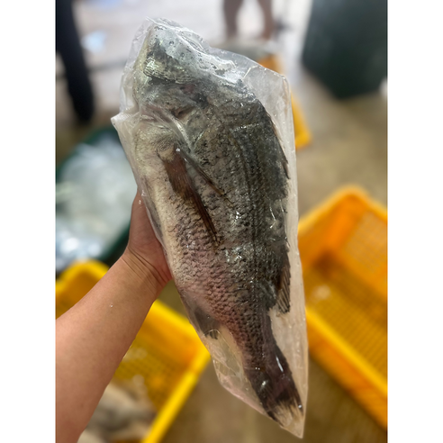 손질 걱정 없이 즐기는 완도 자연산 감성돔으로 풍성한 식탁을 완성하세요.