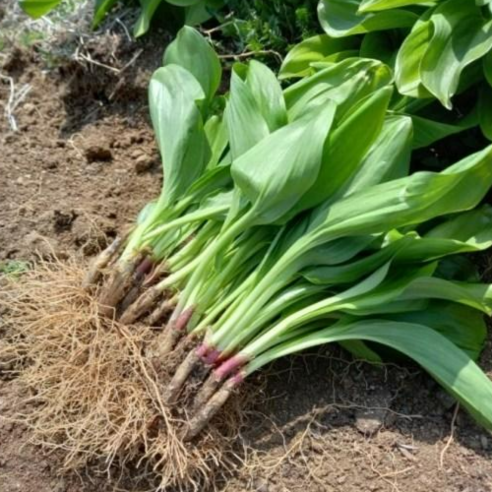 텃밭 초보도 울릉도 명이나물 키우기 성공할 수 있을까