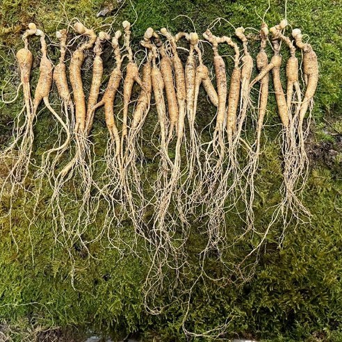 15년 백두산 장뇌삼 산양산삼 장백산 임하삼 5g/뿌리 20뿌리 - 인삼/수삼/장뇌삼 | 쿠팡