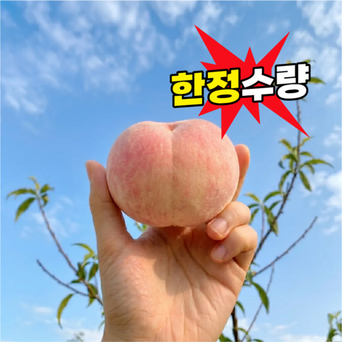 [50박스타임특가] 백화점납품 고당도 반납작 대극천복숭아, 500g, 1박스