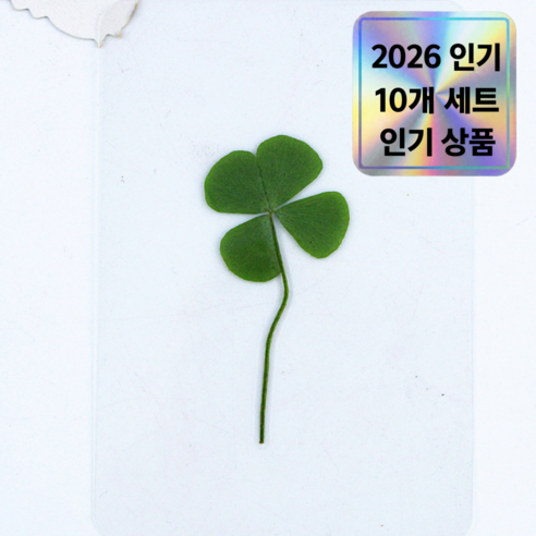 네잎클로버 생화 코팅 카드 선물, 10개, 초록