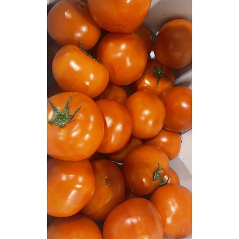 과일네야채가게 /유럽종 완숙 토마토 중과