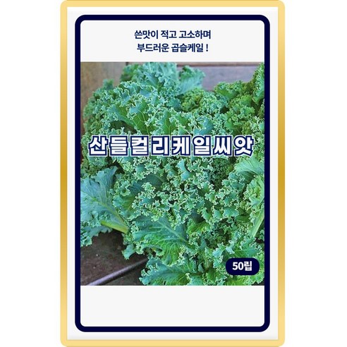 산들 컬리케일 씨앗 50립 부드러운 곱슬 케일씨 종자, 1개