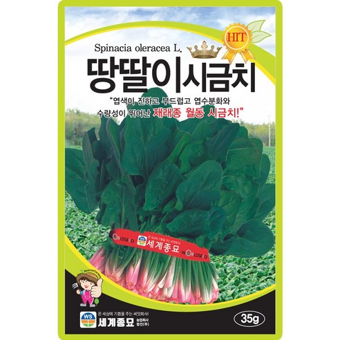 세계종묘 땅딸이 시금치 씨앗 35g 재래종 월동 시금치 종자, 1개