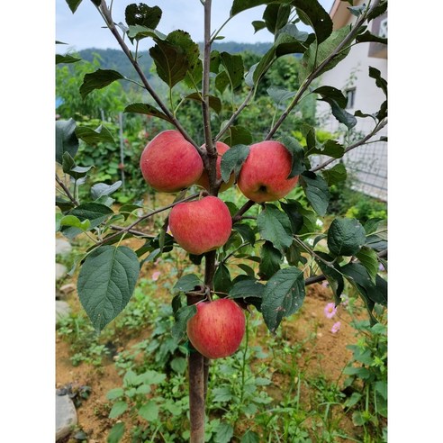 더 이상 기다리지 않아도 돼요 사과나무 집에 들이는 법 사과나무묘목