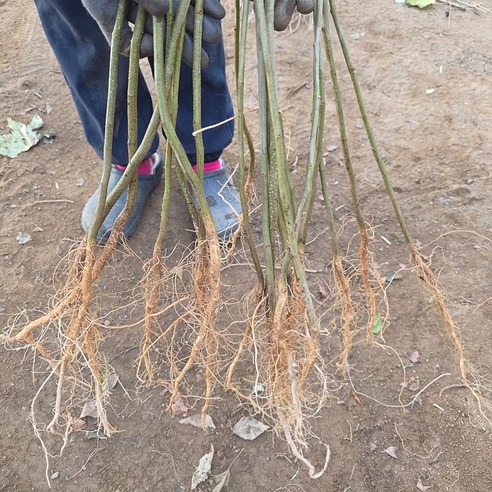 작은 묘목 하나가 당신의 마당을 싱그러운 휴식처로 바꿀 거예요.