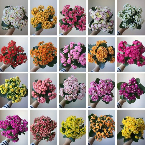 무지개꽃/ 골고루 5개묶음] 칼란디바(겹꽃) 카랑코에(홑꽃)