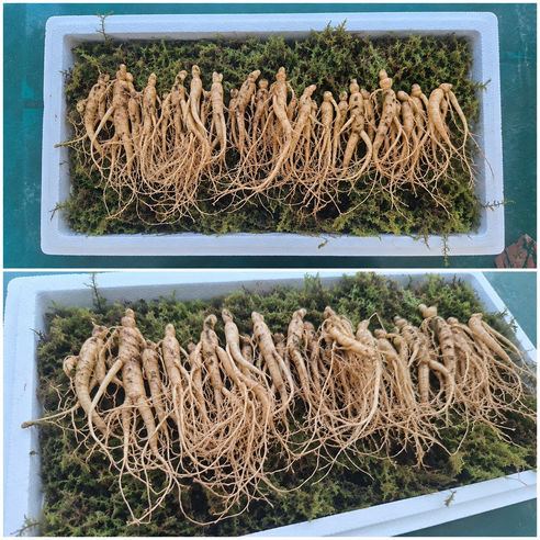 [한국명품산삼] 진짜 지리산 2년근 산양삼 100% 산지직송 선물용 장뇌삼 산양산삼 이미지 3
