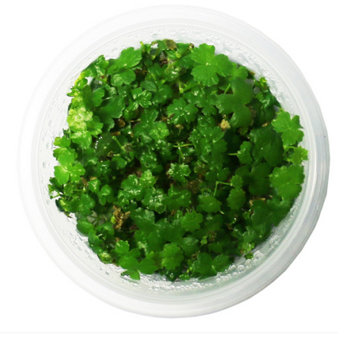 이제 물속에서도 맑고 깨끗하게 노치도메