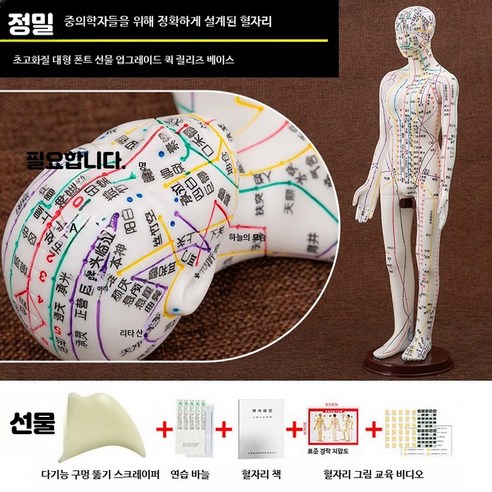 혈자리 인형 한의학 근골격 모형 침술 교육 훈련용 57cm 여성 인체 해 백색 여성 하드 모델 초고화질 52cm - 기타가정건강 ...