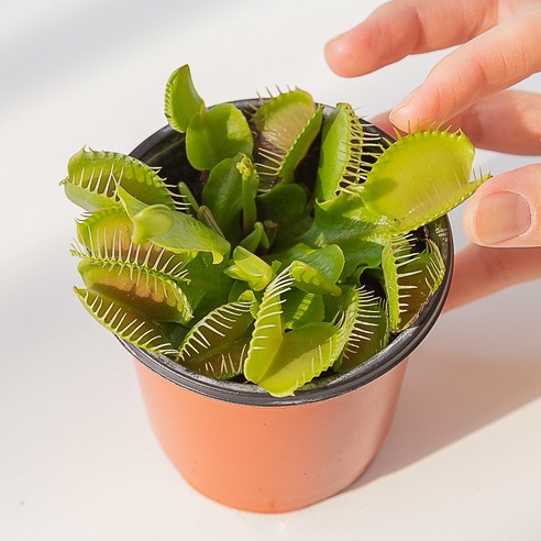 여름밤 모기와의 전쟁 이제 끝내고 싶으신가요 파리지옥