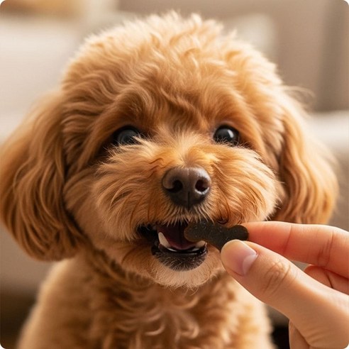 울애기쌩쌩 반려동물 종합영양제 눈 피부 관절 면역 장 케어 솔직 후기 | 실제 사용자 리뷰 총정리 - 상품 이미지 4