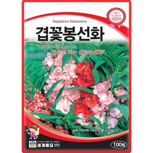 세계종묘 겹꽃봉선화 씨앗 100립 겹잎 봉선화 꽃씨 종자, 1개