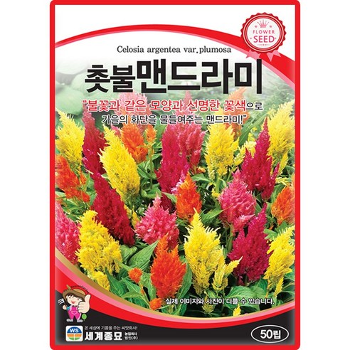 세계종묘 촛불맨드라미 씨앗 50립 맨드라미 꽃씨 종자, 1개