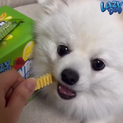 저알러지 치석제거 과일껌 레이지독 덴탈프루츠 [30개] 솔직 후기 | 실제 사용자 리뷰 총정리 - 상품 이미지 3