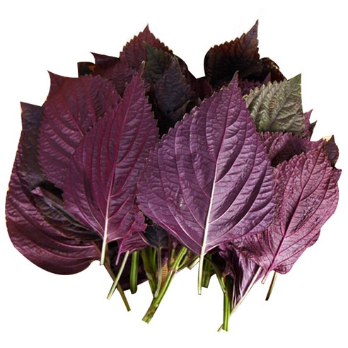 약초약선생 국산 자소엽 차조기잎 차즈기 농장직송 생자소엽 300g, 1개 맛있게 먹은 솔직 후기 썸네일