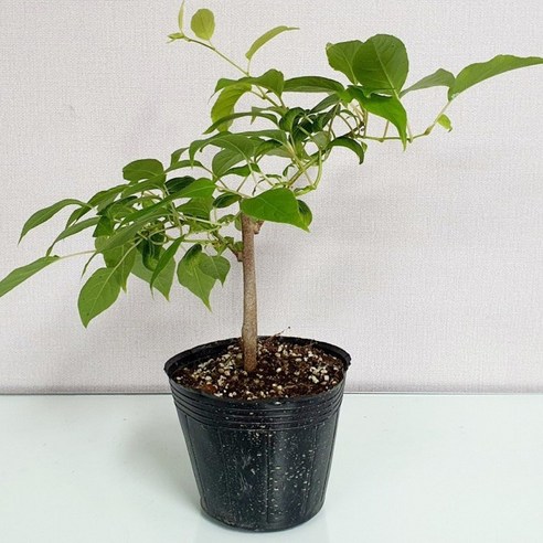 시간이 키우는 건강한 행복, 토종 다래 묘목으로 시작하세요