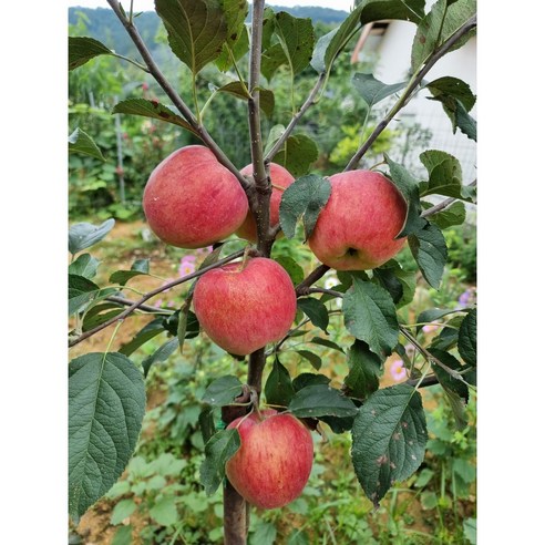 기다림 없이 바로 수확하는 4년생 사과나무 묘목