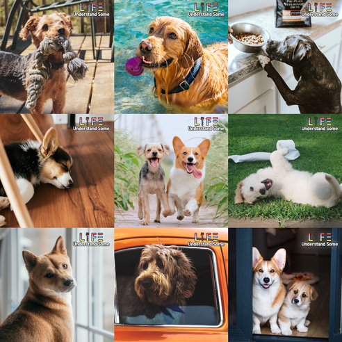 라비앙독 전연령 강아지 S 건식사료 솔직 후기 | 실제 사용자 리뷰 총정리 - 상품 이미지 4