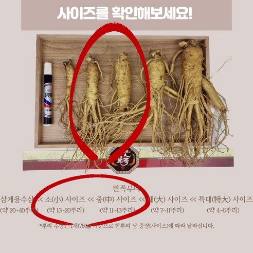 6년근 풍기 인삼 세척 수삼 인삼 황삼 풍기인삼시장 한보인삼사 실사용 후기 | 효과 있을까? - 상품 이미지 2