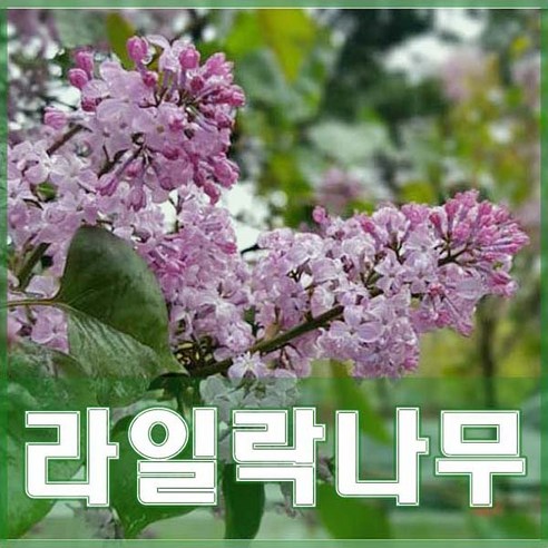우리 집 정원에 향긋한 봄을 들이는 비밀 라일락나무
