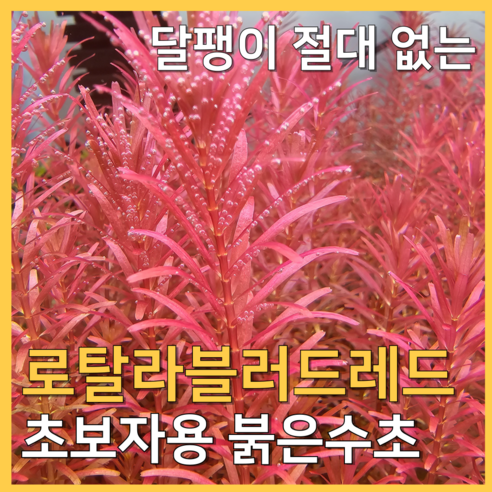 물 생활, 붉은 감동으로 물들이다 로탈라블러드레드
