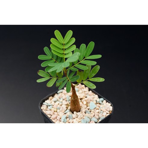 건조한 일상에 생기를 불어넣는 작은 마법, 코덱스식물 메리디오날리스