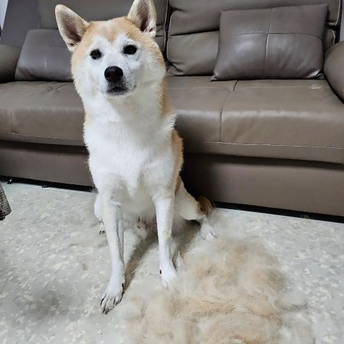 독스랩 강아지 털갈이 빗 디디브러시 엉킨털 죽은털 제거 고양이 이미지 3