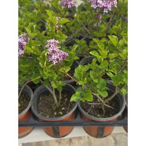 우리 집에 찾아온 라일락 정원, 은은한 향기로 집 안 가득 봄을 채우세요