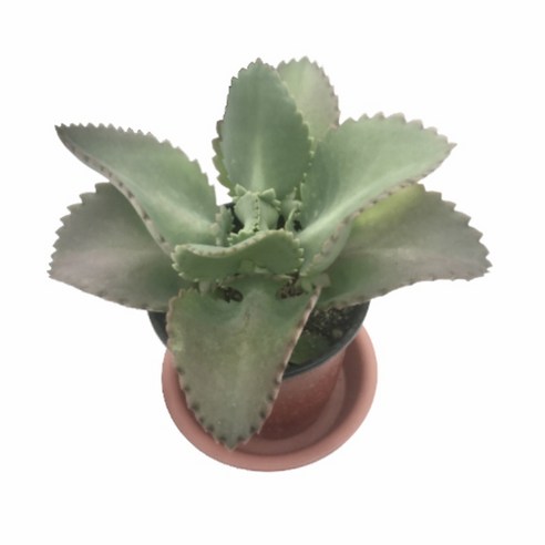 우리 집 공기에 생기를 불어넣는 가장 쉬운 방법 만손초