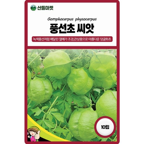 세계종묘 풍선초 씨앗 10립 넝쿨성 덩굴화초 꽃씨 종자, 1개