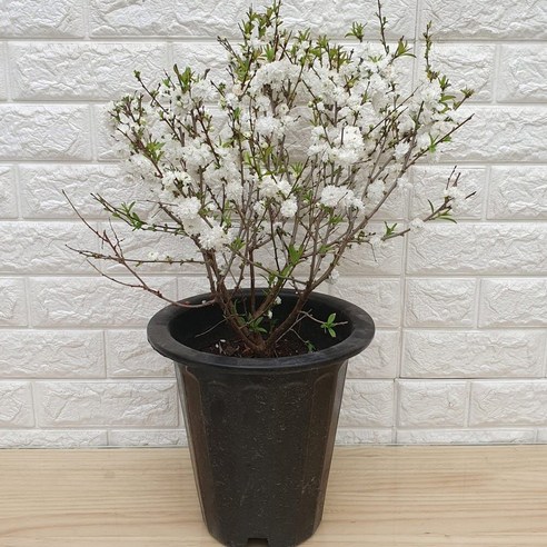 집안일의 늪에서 탈출하는 마법, 옥매화45