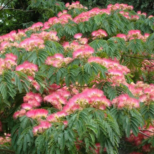 혹시, 우리 집 마당에 작은 숲을 꿈꾸고 계신가요? 자귀나무