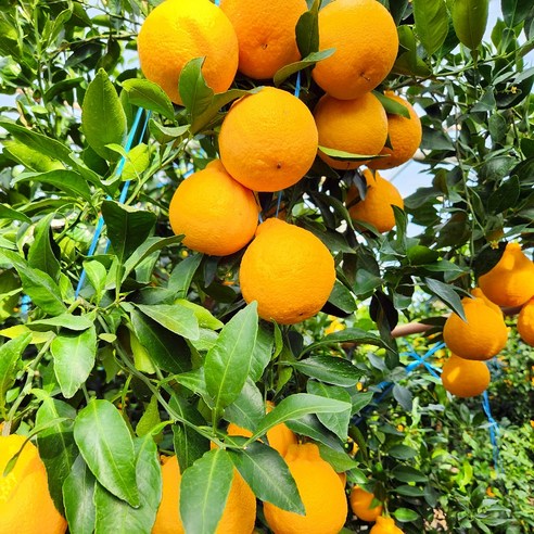 입안 가득 퍼지는 제주의 달콤함, 프리미엄 한라봉을 합리적인 가격에!