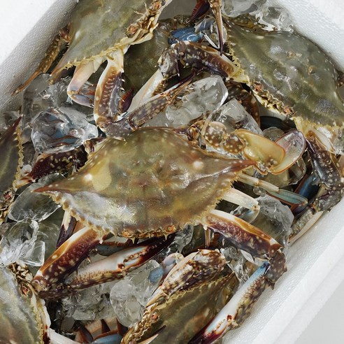 따봉프레시 프리미엄 3차선별 황제 꽃게 태안 신진도 빙장, 5kg, 1개