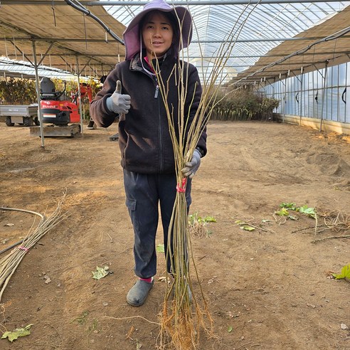 작은 묘목 하나가 당신의 마당을 싱그러운 휴식처로 바꿀 거예요.
