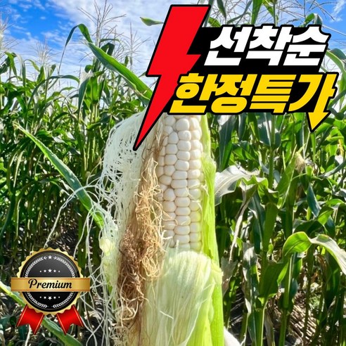 [한정특가] 괴산 대학찰옥수수 산지직송, 20개입 (17cm..., 1박스