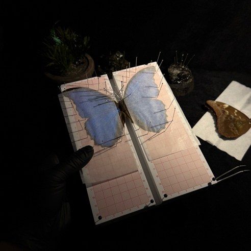 標本展翅板蝴蝶標本展翅輔助工具間隙可調特殊材質, 1個- 優惠推薦