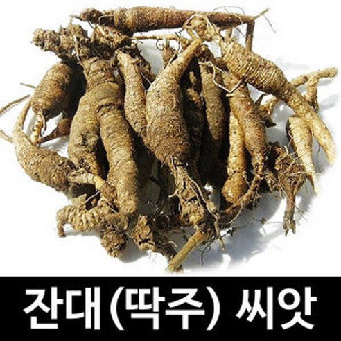 gr잔대 씨앗 딱주 사삼 약초 종자 채소 약용 씨 1000립 - 채소씨앗 | 쿠팡