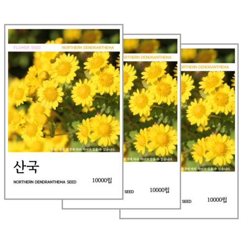 산국 씨앗(코팅 종자) 10000립, 3개