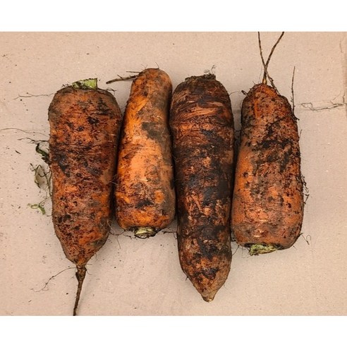 아삭달큰 당도좋은 못난이 흙당근 국내산, 못난이당근5kg 초..., 1박스