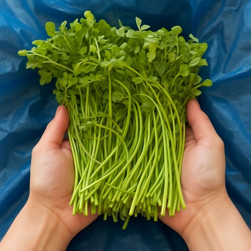 국내산 미나리 1단(700g~800g), 4kg, 1개