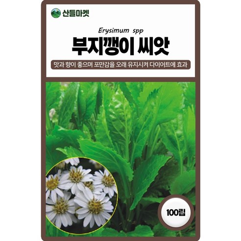 아람종묘 부지깽이 씨앗 100립 섬쑥부쟁이 부지깽이씨 약초 종자, 1개