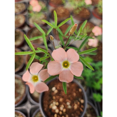 사랑초 입문자 세트로 당신의 일상에 작은 행복을 더하세요