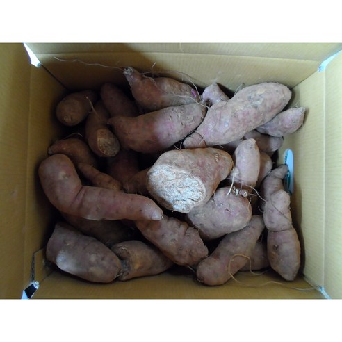 못난이 꿀고구마로 밥상에 달콤한 반전을 더하세요