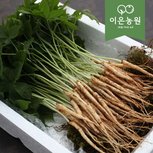 이은농원 새싹삼 못난이 가정용100 뿌리 ( 13 cm 좌우 ) 실사용 후기 | 효과 있을까? - 상품 이미지 4