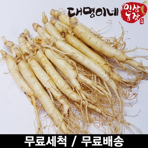 금산인삼 오쿠용 1회분 세척 인삼 수삼 난발 원삼(250g) 실사용 후기 | 효과 있을까? 썸네일