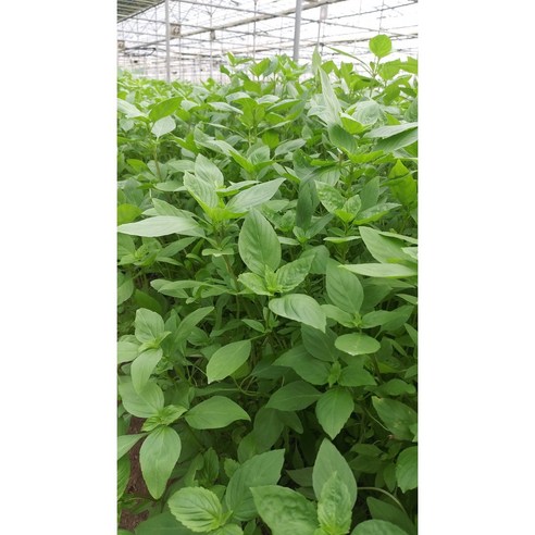 훌라파 국내재배 호라파 스위트바질 타이바질 홀라파30g당일발송합니다훌라파(THAI BASIL, 홀라파30g